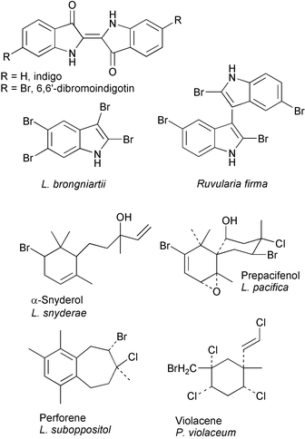 Examples of halogenated marine natural products.