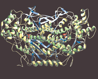 Structure of the dimer of V-BrPO from Ascophyllum nodosum
						(PDB identification number, 1QI9). Figure was drawn in Swiss-PDB viewer and rendered with gl_render and POV-ray software. Vanadium cofactors are represented as white/red stick and ball models.