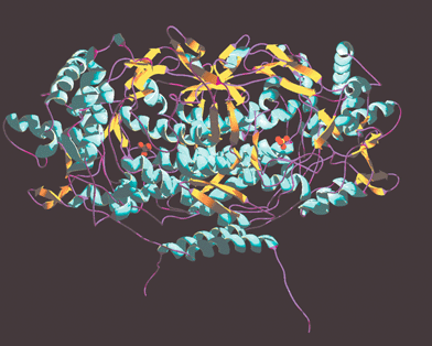 Structure of the dimer of V-BrPO from Corallina officinalis
						(PDB identification number, 1QHB). Figure was drawn in Swiss-PDB viewer and rendered with gl_render and POV-ray software. Phosphate anions are represented as gold/red stick and ball models.