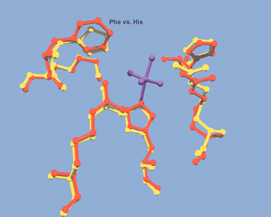 Overlay of the X-ray coordinates of the vanadium site of wild-type V-ClPO (Curvularia inaequalis) shown in red and V-BrPO (A. nodosum) shown in yellow. Figure was drawn in Swiss-PDB viewer and rendered with gl_render and POV-ray software. Vanadium cofactor is represented as a purple stick and ball model. Overlap of V-ClPO phenylalanine and V-BrPO histidine is indicated.