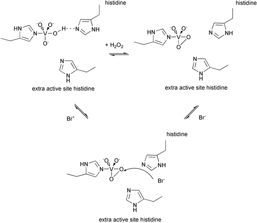 Proposed reaction scheme for V-BrPO catalysis.