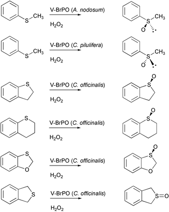 Sulfoxidation catalyzed by V-BrPO.43,44
