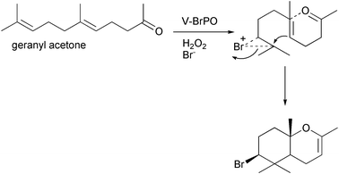 V-BrPO-catalyzed bromination and cyclization of geranyl acetone.35