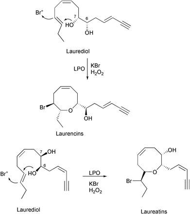 Proposed biosynthetic scheme for the LPO- and BPO-catalyzed bromination and cyclization of laurediol to laurencin and laureatin marine natural products.61–63