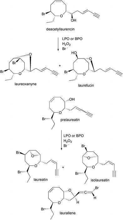 Proposed biosynthetic scheme for the LPO- and BPO-catalyzed bromination of deacetyllaurencin and prelaureatin towards the production of marine natural products.64