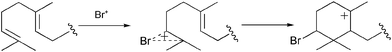 Hypothetical bromonium ion initiated cyclization of a terpene precursor.51