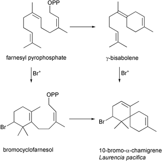 Proposed biosynthetic pathway from farnesyl pyrophosphate to 10-bromo-α-chamigrene via a bromonium ion initiated cyclization reaction.4,50,51