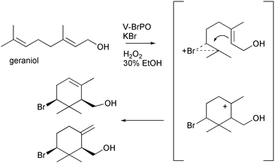 V-BrPO-catalyzed bromination and cyclization of geraniol to the singly brominated α- and β-cyclized geraniol species.35