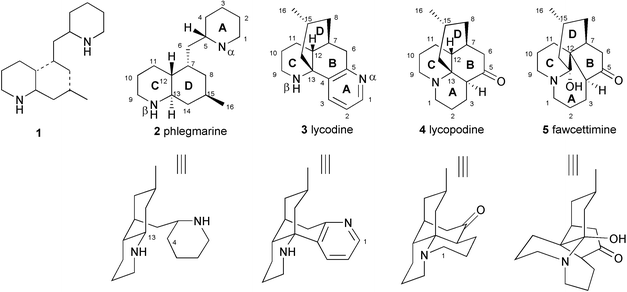 Construction of the Azocane (Azacyclooctane) Moiety of the Lycopodium  Alkaloid Lycopladine H via an Intramolecular Hydroaminomethylation Strategy