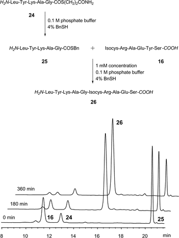 Analytical HPLC trace of the ligation reaction at λ
					= 280 nm (16
					+
					25) and pH 7.