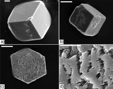 Changes in calcite surface texture as a function of time. Crystals removed from a gel of 1 after a) 3.5 hours, scale bar: 5 µm, b) 10.5 hours, scale bar: 20 µm, and c) 24 hours, scale bar: 20 µm. d) A magnified veiw of the surface texture of the 24 hour crystal shown in c), scale bar: 5 µm.