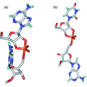 The average structures of the cleavage sites of compounds 2
						(a) and 6
						(b) in the TS during the last 100 ps of molecular dynamics simulations.