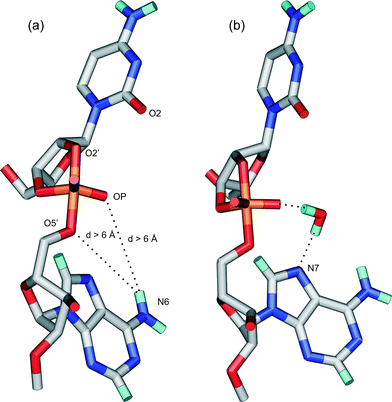 (a) The distances from the non-bridging oxyanions (OP) or the leaving 5′-oxygen to the hydrogens of N6 at the 5′-linked adenosine. (b) The water mediated hydrogen bond, which was found between the non-bridging oxyanion and the 5′-linked adenosine in all other compounds except 6, 7 and 14.