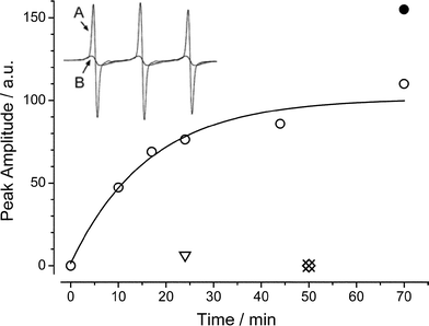 Loading of aminoxyl [7] into Jurkat lymphocytes. Suspensions of Jurkat lymphocytes were loaded with aminoxyl [7] for various amounts of time as described in the Experimental section. The EPR spectral peak height of the middle field peak for each lymphocyte sample after loading is represented by an open circle. Each data point represents the average of one to three measurements of separate suspensions of 1.8 × 107 cells. The solid curve is a least-squares fit of the data to a single exponential of the form y
					=
					y0
					+
					Ae−t/τ, with τ
					= 1.443t1/2. Two statistics indicate that the data were well-fit by the exponential function: the correlation coefficient was R
					= 0.997 and the reduced χ2 value = 0.911. The fit yielded a time to half-maximal loading of t1/2
					= 11 ± 2 min; the indicated standard error was obtained through the nonlinear least-squares error matrix. When peak areas obtained by double-integration of the spectra were used instead of peak heights, single-exponential curve-fitting gave essentially the same result (t1/2
					= 12 ± 9 min; data not shown for visual clarity). The EPR spectrum of the lymphocyte sample that was loaded for 24 min was taken when the cells were intact (Trace A of inset), and after the cells were permeabilized by 150 µM digitonin in the presence of 33 mM potassium tris(oxalato)chromium(iii) to broaden the spectrum (Trace B of inset); the EPR peak height measured after permeabilization is represented by an open triangle. For the lymphocyte sample that was loaded for 70 min, the EPR spectrum was also recorded on the supernatant cell lysate after cell permeabilization with digitonin, but without the addition of the chromium salt. The EPR peak height is represented by a filled circle. As control, two replicate lymphocyte suspensions were incubated for 50 min with the carboxylate aminoxyl [6], in the presence and absence of serum in the loading medium. The EPR peak height for the sample loaded in the presence of serum is marked by an open diamond; the peak height for the sample loaded in the absence of serum is marked by the symbol ×. All EPR spectra were recorded at room temperature with the following instrumentation settings: microwave power, 20 mW; field set, 3340 G; sweep width, 100 G; modulation frequency, 100 kHz; modulation amplitude, 0.5 G; response time, 0.5 s; sweep, 12.5 G min−1 and receiver gain, 2.5 × 103. The hyperfine splitting constant is AN
					= 14.9 G.