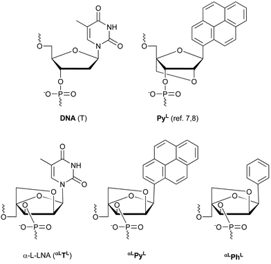Structures of nucleotide monomers: DNA (T), α-L-LNA (αLTL),10 LNA-type pyrenyl monomer (PyL)7,8 and α-L-LNA-type pyrenyl (αLPyL) and phenyl (αLPhL) monomers. The short notations shown are used in Table 1. For DNA and α-L-LNA, the thymine monomers are shown.