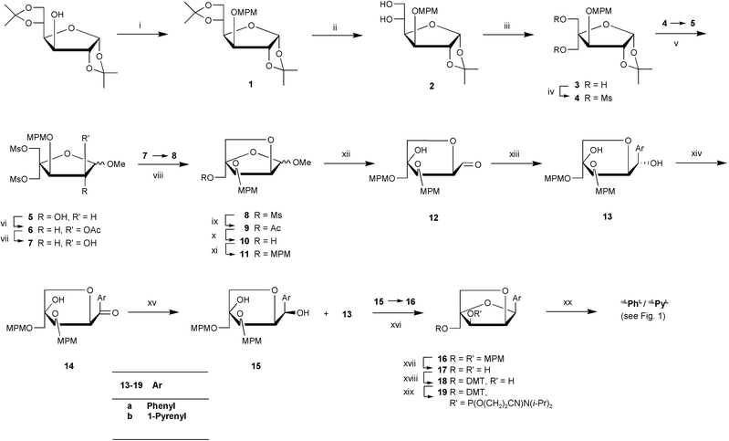 Reagents and conditions (and yields): (i)
						p-Methoxybenzyl chloride, NaH, THF, (n-Bu)4N+I−
						(92%); (ii) 60% AcOH (82%); (iii) (a) NaIO4, H2O, THF, (b) HCHO, 2 M aq. NaOH, dioxane (87%); (iv) MsCl, pyridine (93%); (v) H2O–HCl–CH3OH (1 ∶ 1.5 ∶ 8.5, v/v/v)
						(major isomer 5a: 57%
						+ minor isomer 5b: 26%); (vi) (a) Tf2O, pyridine, (b) KOAc, 18-crown-6 ether, toluene (6a: 83%; 6b 77%); (vii) sat. methanolic ammonia; (viii) NaH, DMF (8a: 72%
						(from 6a); 8b: 69%
						(from 6b); (ix) KOAc, 18-crown-6 ether, dioxane (9a: 92%; 9b: 78%); (x) sat. methanolic ammonia (10a: 96%; 10b: 90%); (xi)
						p-methoxybenzyl chloride, NaH, THF, (n-Bu)4N+I−
						(11a: 86%; 11b: 81%); (xii) 70% AcOH (85% from 11a; 80% from 11b); (xiii) ArMgBr, THF (13a: 74%; 13b: 71%); (xiv) Dess–Martin periodinane, CH2Cl2
						(14a: 76%); PDC, 3Å molecular sieves, CH2Cl2
						(14b); (xv) NaBH4, THF, H2O (15a: 22%; 15b:16%
						(from 13b)); (xvi) TMAD, Bu3P, benzene (16a: 97%; 16b: 88%); (xvii) DDQ, CH2Cl2, H2O (17a: 63%; 17b: 52%); (xviii) DMTCl, pyridine (18a: 88%; 18b: 54%); (xix) NC(CH2)2OP(Cl)N(i-Pr)2, EtN(i-Pr)2, CH2Cl2
						(19a: 57%; 19b: 42%); (xx) DNA synthesizer.