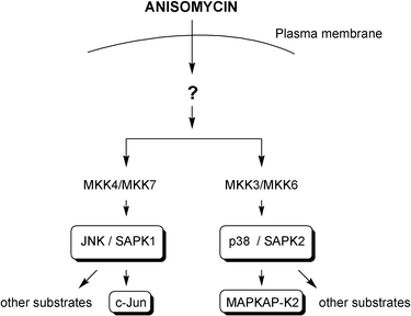 SAPK pathway activation by anisomycin.