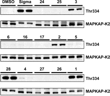 Effect of anisomycin and its analogues on the phosphorylation of MAPKAP-K2 in RAW macrophages. The experiment was carried out as described in the legend to Fig. 4, except that the gels were immunoblotted with an antibody that recognises MAPKAP-K2 phosphorylated at Thr334 (Thr334), or with an antibody that recognises the phosphorylated and unphosphorylated forms of MAPKAP-K2 equally well. Further details are given in the Experimental.