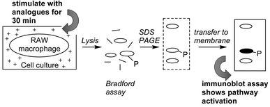 Immunoblot assay of SAPK pathway activation.