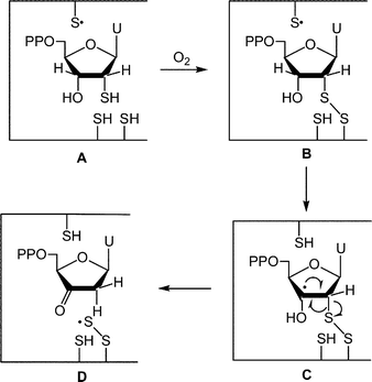 The proposed mechanism10a for the inhibition of RDPR by 2′-deoxy-2′-thiouridine 5′-diphosphate A.