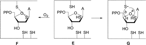 Possible interaction of RDPR with 9-(2-thio-β-d-arabinofuranosyl)adenine 5′-diphosphate.