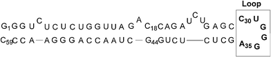 Structure of the TAR RNA of HIV-1.