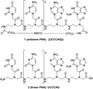 Structure of the target cyclic PNA 1 and of its linear analogue 2.