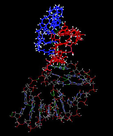 Molecular model of the interaction between compound 1 and TAR RNA of HIV-1. The TAR loop residues are in blue, the cyclic PNA 1 in red.