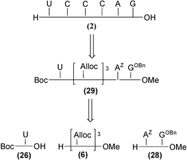 Retrosynthestic scheme for the synthesis of compound 2 starting from PNA fragments 26, 28 and protected trimer 6.