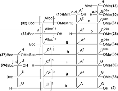 Synthesis of linear hexaPNA 2 from PNA fragments 26 and 28, and protected fragment 33. Reagents and conditions:
						(a)
						13, GOBnCH2CO2H 20, Bop, DIEA, DMF. (b) 1% TFA–CH2Cl2, TIS. (c)
						13, AdZCH2CO2H 14, Brop, DIEA, DMF. (d) 1 M LiOH, dioxane. (e) Brop, DIEA, DMF. (f) 1 M LiOH, 0.8 M CaCl2, iPrOH–H2O 7 : 3. (g) Bop, DIEA, DMF. (h) i.: Pd[P(Phe)3]4, DEA, CH2Cl2. ii. CZCH2CO2H 23, DIEA, HOAt, HATU, DMF. (i) TFA–CH2Cl2 1 : 1. (j) UCH2CO2H 38, Bop, 2.6-lutidine, DMF. (k) HBr–AcOH, H2O (few drops).