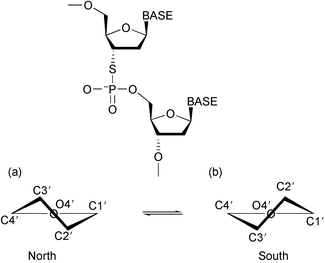 A schematic representation of the 3′-S-phosphorothiolate linkage, and the (a) north and (b) south sugar pucker.
