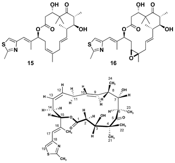Structure and preferred conformation of 9,10-dehydro-epothilones.