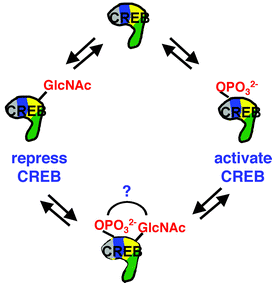 Illustration of the potential interplay between dynamic O-GlcNAc glycosylation and phosphorylation.