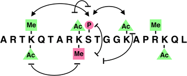 Posttranslational ‘marks’ on the amino terminus of histone H3. Modifications linked to transcriptional activation are shown in green; repressive marks are indicated in red. Potential synergistic interactions are illustrated as connected arrows, while antagonistic interactions are shown as a blocked oval line. P, phosphorylation; Ac, acetylation; Me, methylation.