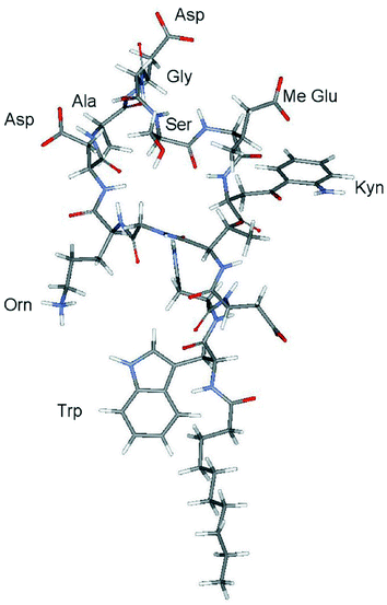 Three-dimensional NMR solution structure of daptomycin with lowest energy target function generated using the NMR structure determination software CYANA. The structure is based on the sequence-specific resonance assignment (Fig. 1) and distance constraints (Table 2) derived from the NOESY spectra of daptomycin (0.8 mM) measured in 1H2O and 2H2O at pH 5.0, 298 K, with identical mixing times of 200 ms. The structure shows an extended conformation for daptomycin with the side chain groups of Asp 7, Asp 9 and MeGlu 12 protruding out of the ring formed by the ester linkage of Kyn 13 with Thr 4. Other structural details are given in the text.