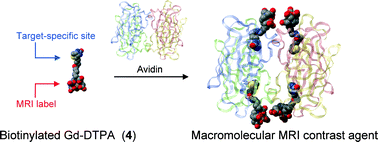 Supramolecular approach to macromolecular MRI contrast agents composed of biotinylated Gd-DTPA 4 and avidin.