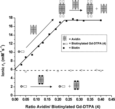 E-titration15 of a 67 µM solution of biotinylated Gd-DTPA 4 with avidin (■) at 1.5 T and 20 °C. Fitted data with r1,free
					= 6.1 mM−1 s−1, yielding r1,bound
					= 17.5 ± 0.3 mM−1 s−1 and N
					= 4.4 ± 0.2 (solid line). Control experiments showing the titration of a solution of 67 µM of biotinylated Gd-DTPA 4 with (+)-biotin blocked avidin (O) at 1.5 T and 20 °C. A horizontal line is drawn to guide the eye (dashed line). All MR titration experiments were performed in a 0.1 M PBS buffer at pH 7.4.
