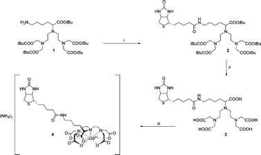 Synthesis of biotinylated Gd-DTPA 4. i) biotin-4-nitrophenyl ester, DMF; ii) trifluoroacetic acid, dichloromethane, 20 °C; iii) GdCl3·6H2O, NH4OH, water, 20 °C.