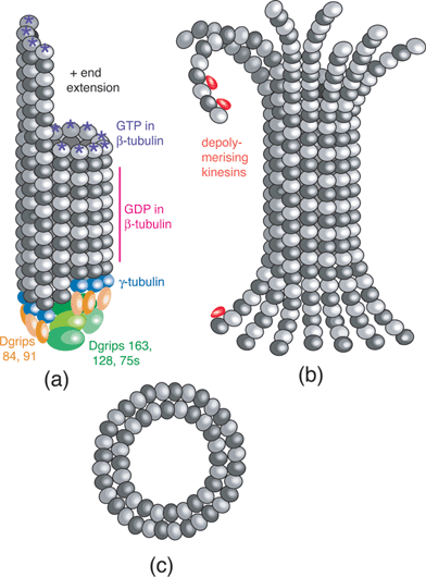 microtubule structure