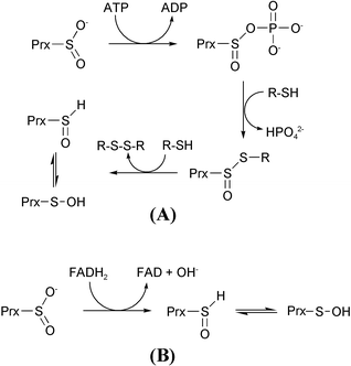 The sulfinic acid switch in proteins - Organic & Biomolecular Chemistry  (RSC Publishing) DOI:10.1039/B406180B