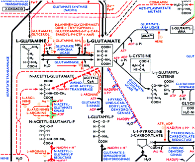 Metabolic Pathways Wall Chart