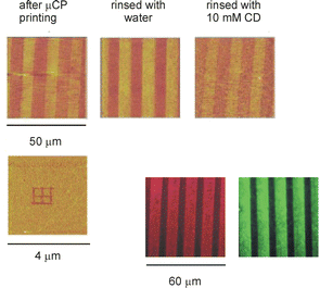 Supramolecular patterns at β-cyclodextrin surfaces based on multivalent interactions.101 Top row: microcontact printed lines of a bis(adamantyl)-functionalized calix[4]arene on β-cyclodextrin monolayers on gold, directly after printing (left), after rinsing with Millipore water (center), and after rinsing with 10 mM aqueous CD (right). Bottom left image: a sub-100 nm grid of a bis(adamantyl)-functionalized calix[4]arene on β-cyclodextrin monolayers on gold created by dip-pen nanolithography (line thickness 60 ± 20 nm). Bottom right images: microcontact printed lined of a fifth-generation adamantyl-functionalized PPI dendrimer (64 adamantyl moieties) at β-cyclodextrin monolayers on silicium oxide filled with Bengal rose (bottom center) and fluorescein (bottom right).