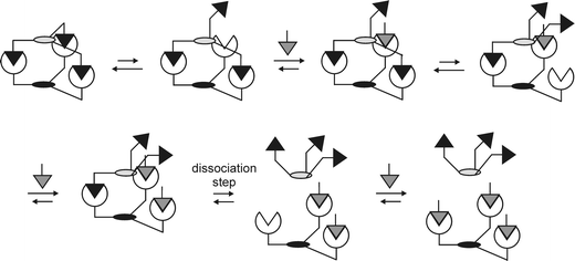 Stepwise dissociation of a multivalent complex by competition with a monovalent guest functionality.