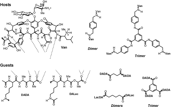 Multivalent host (vancomycin) and guest (dADA, and dALac) entities used by Rao and Whitesides.19,48,59–61 Hydrogen bonding patterns involved in the binding of the guests by vancomycin are illustrated by the dotted lines.