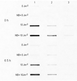 Photograph of the developed film exposed to CPD-specific luminescence from heat-denatured isolated DNA from UVC-irradiated mononuclear leukocytes. Cells were preincubated for a period of 1 h at room temperature in PBS, with or without 0.200 mM Novobiocin (NB), and then irradiated at room temperature. UVC and NB doses in the culture medium are shown next to the corresponding lines. The four upper lines correspond to DNA from irradiated cells fixed without cultivation (0 h, i.e. ∼18 min after UV irradiation), while the four lower lines were obtained for DNA from cells cultivated in PBS at 37 °C for 6.5 h. The amounts of DNA used to obtain the lines in columns 1, 2 and 3 were 900, 300 and 100 ng, respectively.