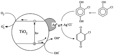 Schematic illustration of 2-CP photocatalytic degradation on Ag-modified TiO2 photocatalyst.