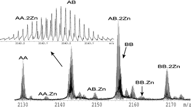 10+ charge state of an ESI FT-ICR mass spectrum of S100A12 in 10 mM ammonium acetate buffer with 1 µM zinc chloride. AA indicates the non-covalent dimer of S100A12 with two methionine-deficient monomers. AB indicates the non-covalent dimer of S100A12 with one methionine-deficient monomer and one monomer containing an N-terminal methionine residue. BB indicates the non-covalent dimer of S100A12 with two monomers containing an N-terminal methionine residues. The number of zincs bound to each dimer is indicated.