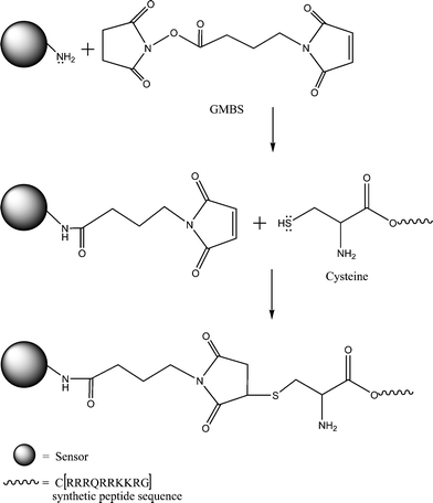 Schematic of immobilization chemistry illustrating GMBS linking of the cysteine residue on the synthetic Tat peptide to the outer matrix of a polyacrylamide sensor. The peptide sequence represented by the symbols of the amino acids used where C = cysteine, R = arginine, Q = glutamine and K = lysine.