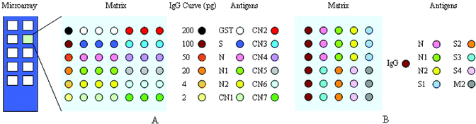 Schematic representation of protein microarrays used in this study. (A) N protein fragment screening microarray; (B) SARS-CoV structure protein screening microarray. Colored circles indicate printing positions of antigens and the left column within each matrix was human IgG coordinate.