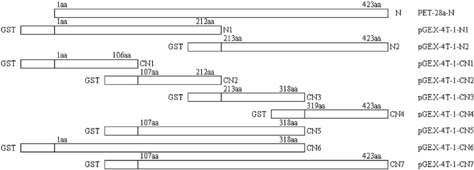 Schematic representation depicting the coding domain for nine partials of N protein fused to GST. Rectangles indicate the different amino acid sequences of full-length N protein and N protein fragments fused to the GST. Numbers indicate amino acid positions.